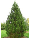 Сосна белокорая | Сосна білокора | Pinus leucodermis